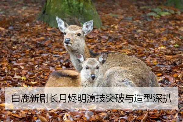 白鹿新剧长月烬明演技突破与造型深扒
